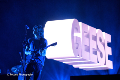 Geese